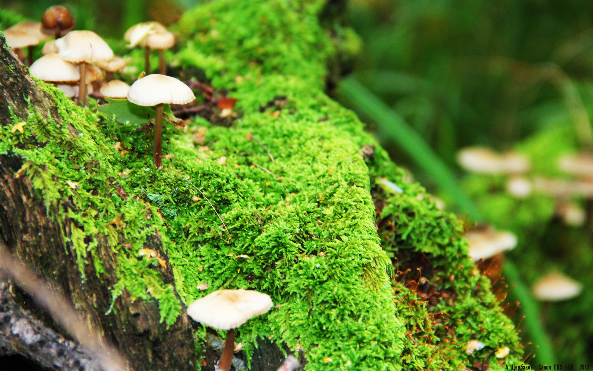 爱游戏app下载-各大联赛角逐：争冠、保级、欧战席位谁笑谁输？，五大联赛欧战积分排名更新